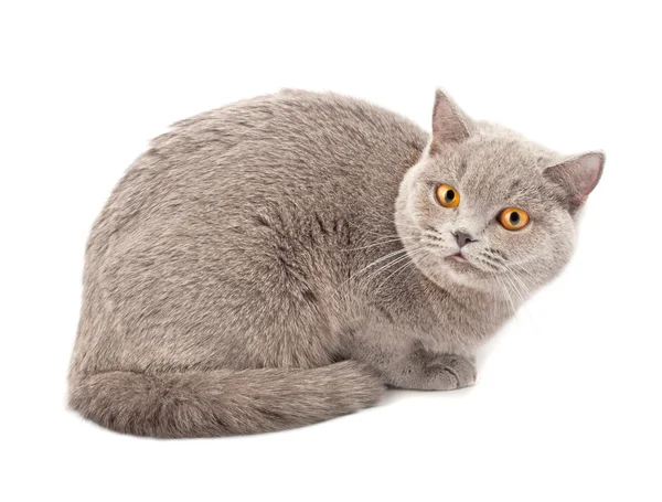 แมวอังกฤษ — ภาพถ่ายสต็อก