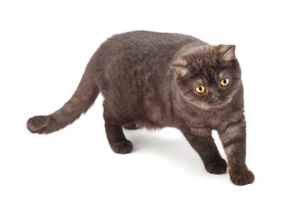 Британская шоколадная кошка — стоковое фото