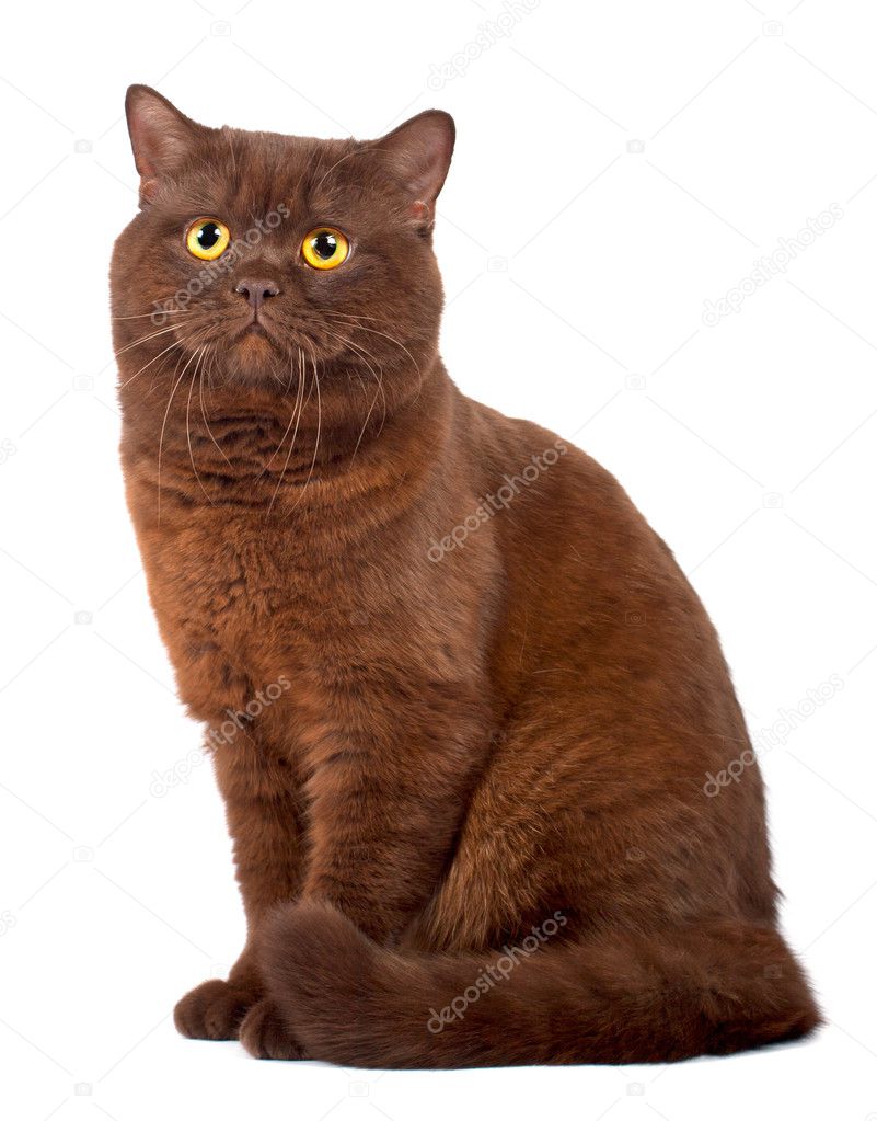 Chocolate Scottish Fold Scottish Fold Chocolate Cat Stock