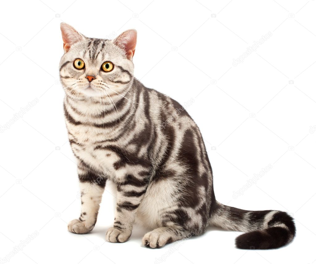 Výsledek obrázku pro americká krátkosrstá kočka