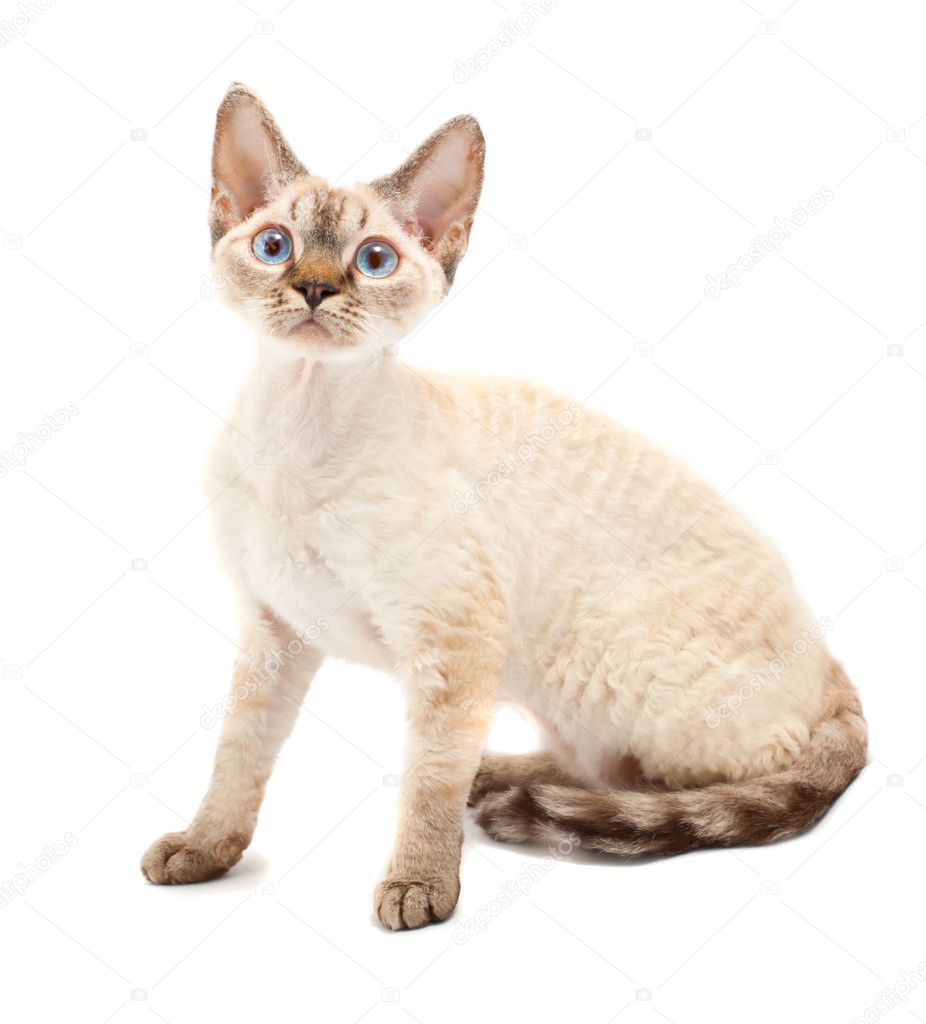 Cat Devon Rex