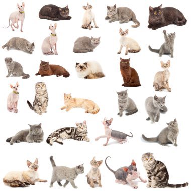 Collection of a cats clipart