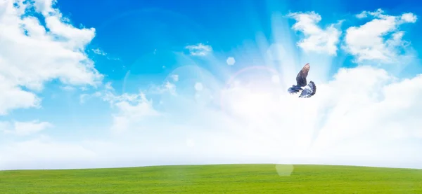 Gołąbek latający — Zdjęcie stockowe