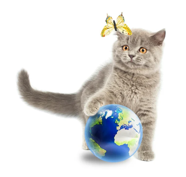 British kitten playing with earth planet — Stock Photo, Image