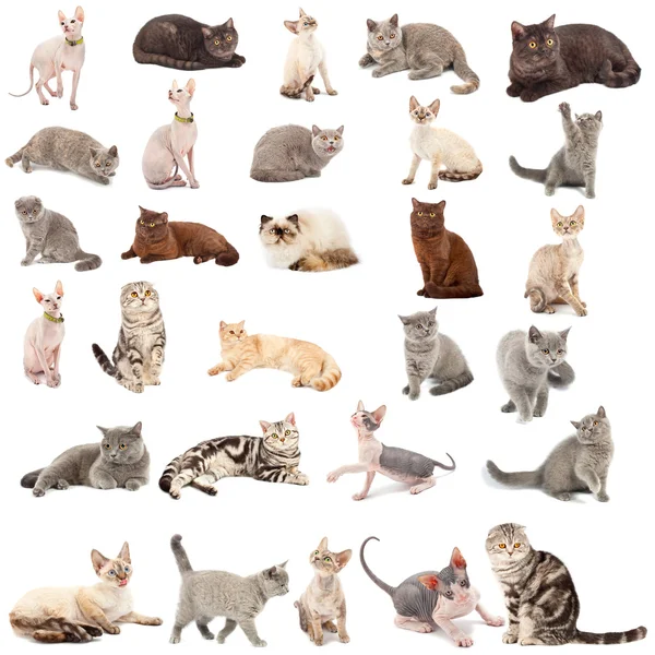 Samling av katter – stockfoto