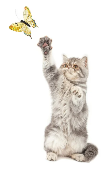 Коротковолосый котенок . — стоковое фото