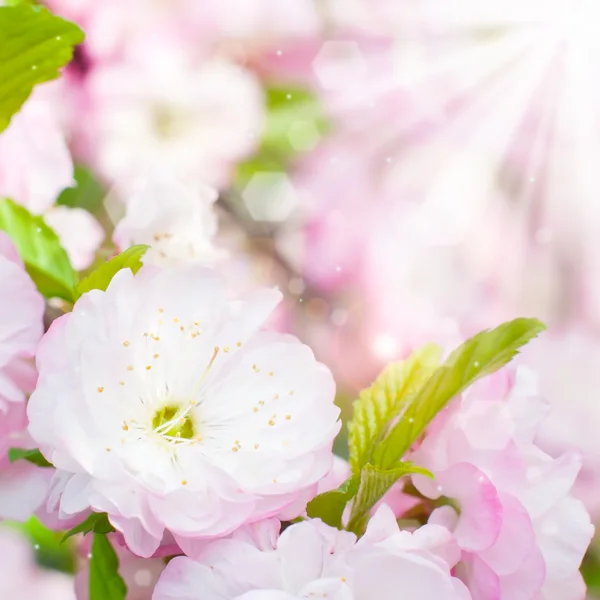 Kiraz ağacı yumuşak pembe çiçekler — Stok fotoğraf
