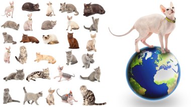 Collection of a cats clipart