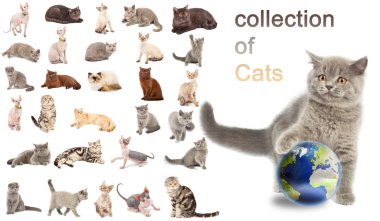 Collection of a cats clipart