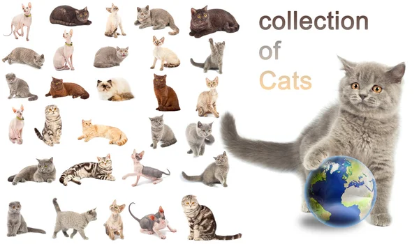 Коллекция кошек — стоковое фото