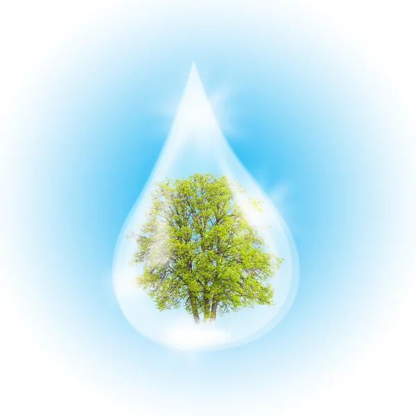 Green Tree inside a clean drop. — Stock Photo, Image