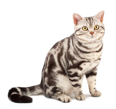 American Shorthair cat clipart