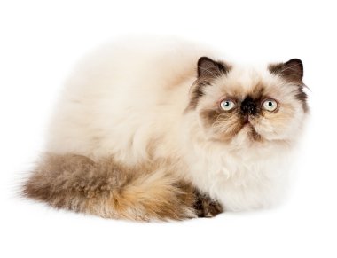 Cream Persian cat clipart