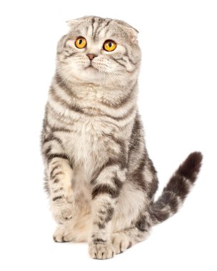 Scottish fold cat clipart