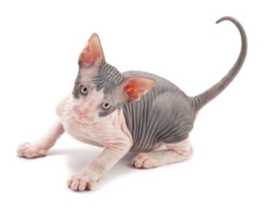 Sphynx kittenSphynx kedi yavrusu