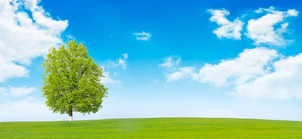 One tree in the field — Stock Photo, Image