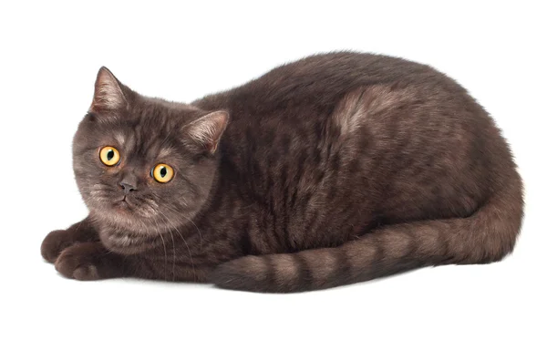 Britse chocolade kat — Stockfoto