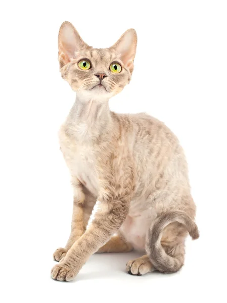 Cat Devon Rex — Fotografie, imagine de stoc