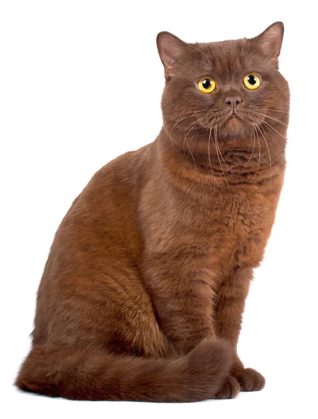 苏格兰折叠巧克力猫 — 图库照片