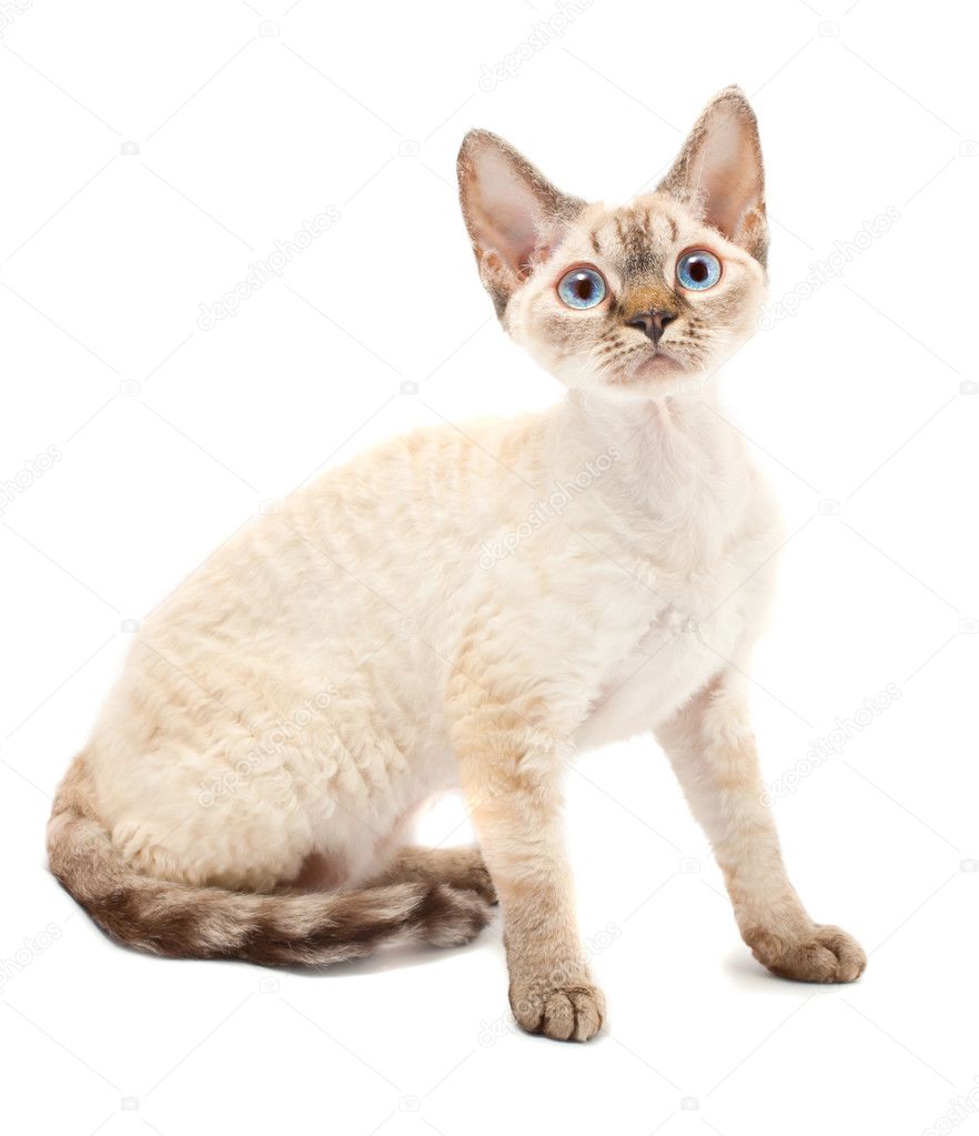 Cat Devon Rex