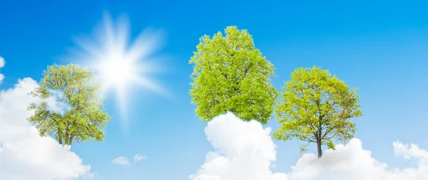 Träd som växer ur molnen — Stockfoto