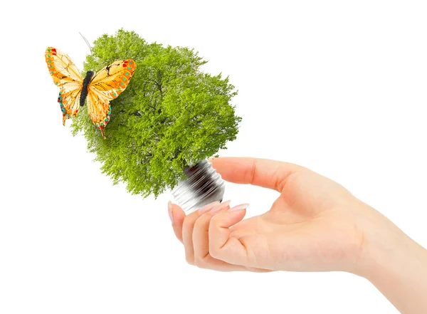 Hand holds green tree in light bulb — Stock Photo, Image