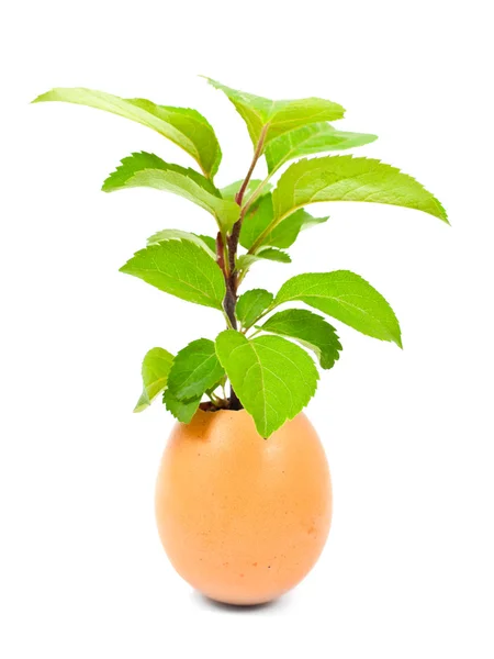 Зеленое растение в яйце — стоковое фото