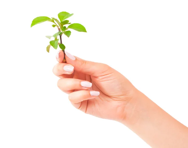 Groene plant in de hand — Stockfoto