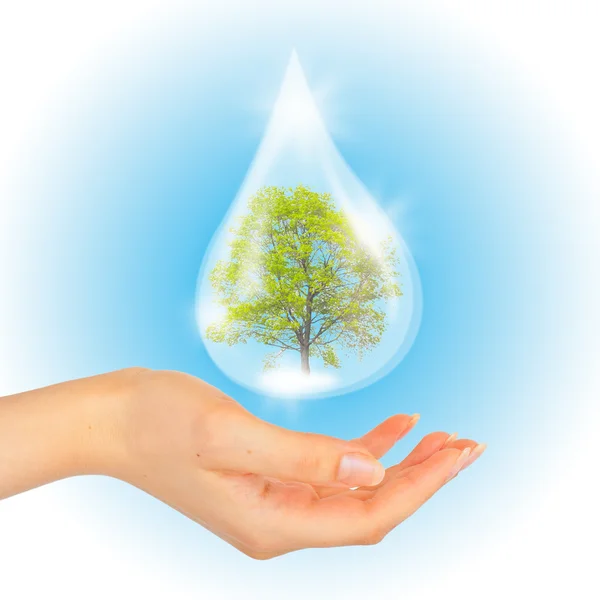 Drop of water with Tree inside and hand. — Stock Photo, Image