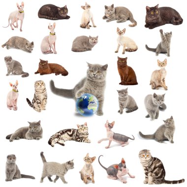 Collection of a cats clipart