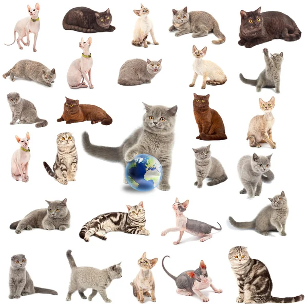 Kolekcja kotów — Zdjęcie stockowe