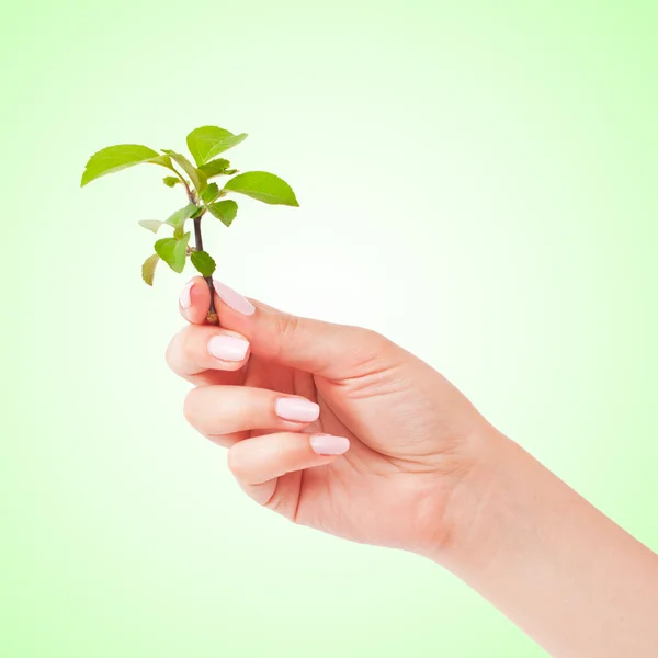 Πράσινο φυτό στο χέρι — Φωτογραφία Αρχείου