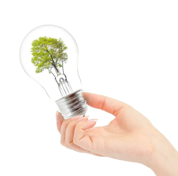 Light bulb with tree inside in hand — Stock Photo, Image