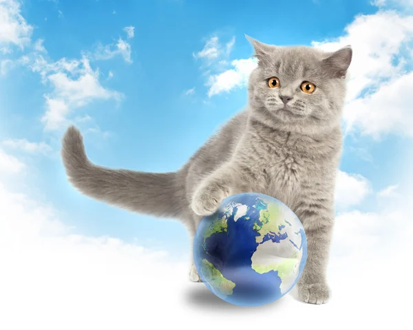 Britské kotě hraje se zemí — Stock fotografie