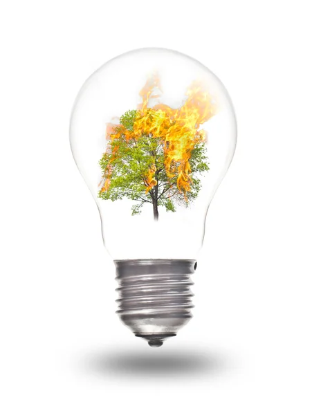 Лампочка с горящим деревом внутри — стоковое фото