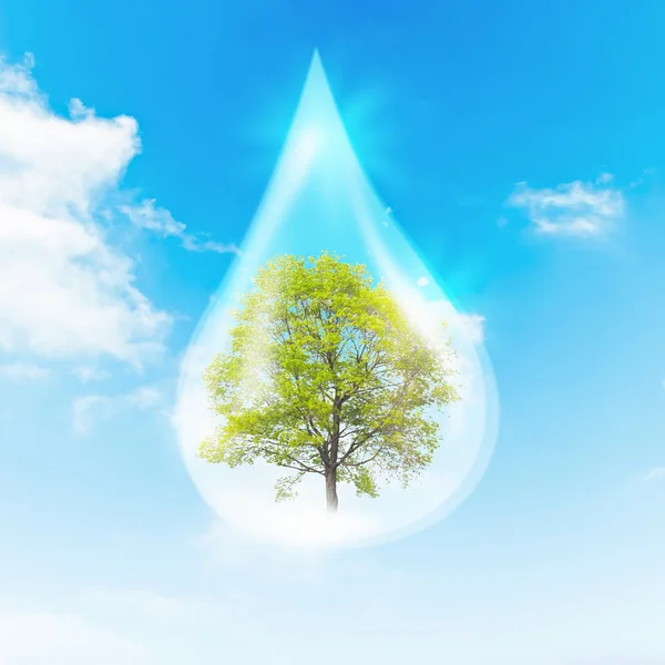 Zielone drzewo wewnątrz czyste kropli wody — Zdjęcie stockowe