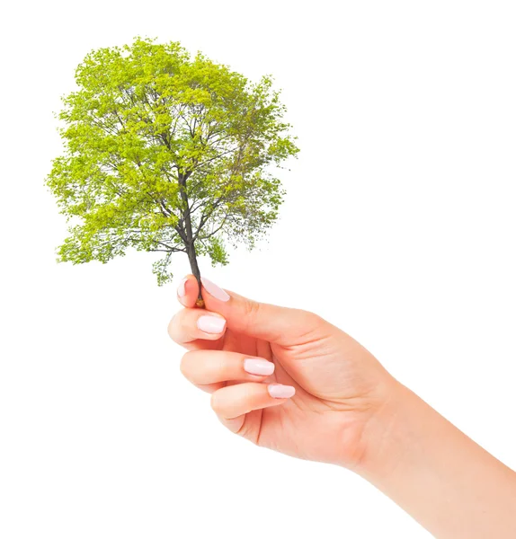 Hand and small tree — Stock Photo, Image