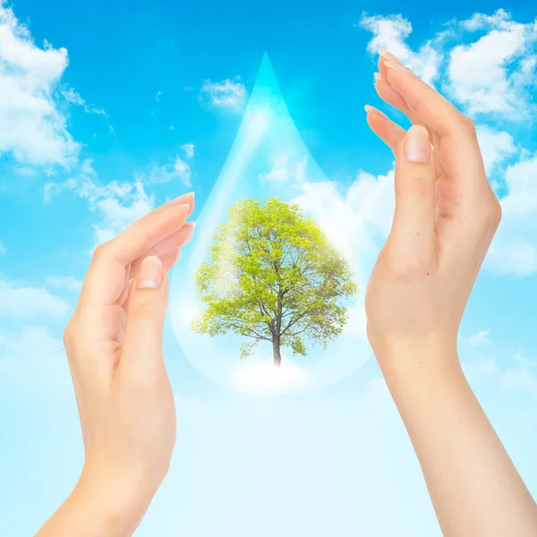 Drop of water with Tree inside and human hands — Stock Photo, Image