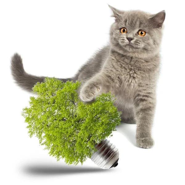 Britské koťátko s ekologicky šetrné žárovky — Stock fotografie