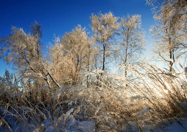 Campo invernale sotto il cielo blu — Foto Stock