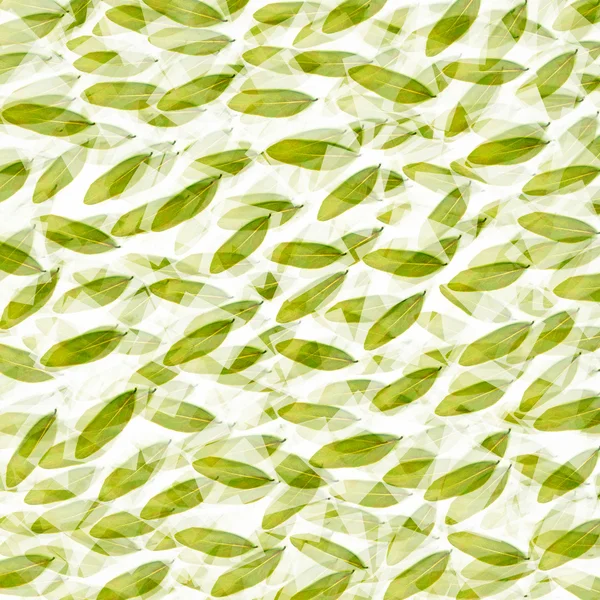 stock image Background with leaves