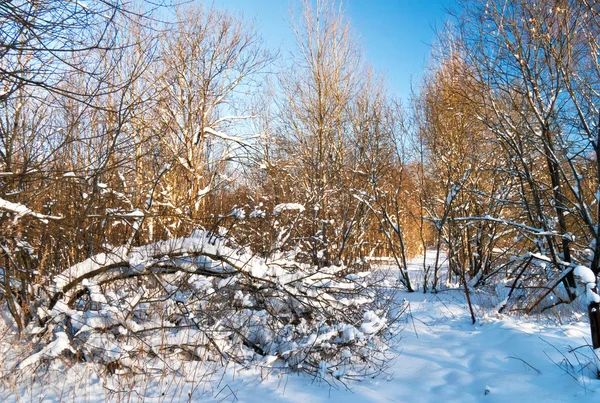 Winter veld onder de blauwe hemel — Stockfoto