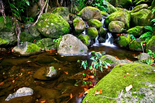 Маленький струмок у джунглях — стокове фото