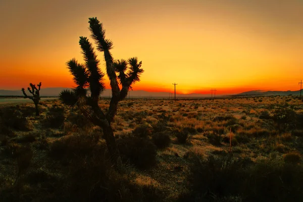 stock image After sunset in the desert