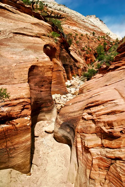 Sluttningarna av zion canyon. Utah. USA. — Stockfoto