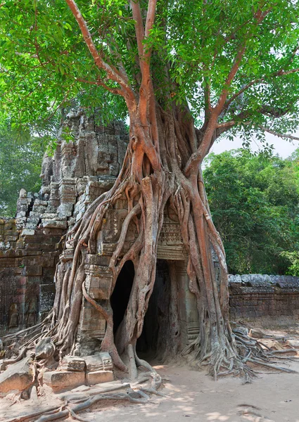 Tropical tree on Ta Som, Angkor wat in Siem Reap,Cambodia — Stock Photo, Image