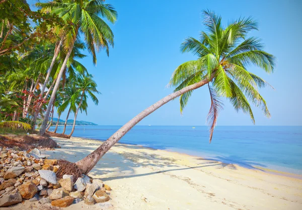 Strand met kokos palmboom — Stockfoto