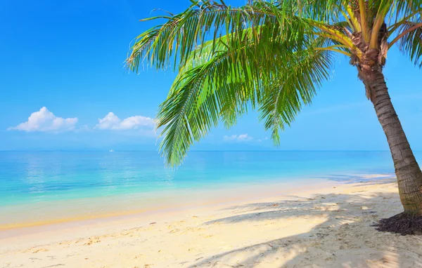 ココナッツ椰子の木とビーチ — ストック写真