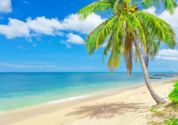 Пляж с кокосовой пальмой — стоковое фото