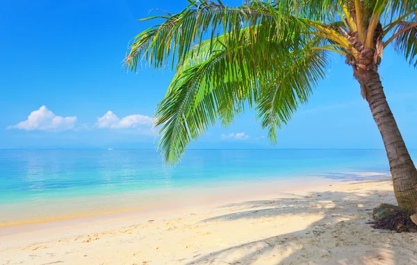 Stranden med Kokosfibrer palm tree — Stockfoto